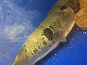 IMG_1056.JPG