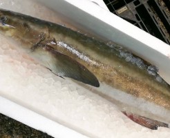 土佐清水からすぎ