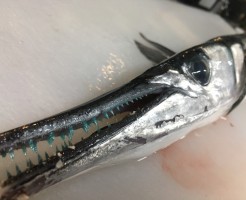 おきざより