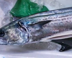 92065