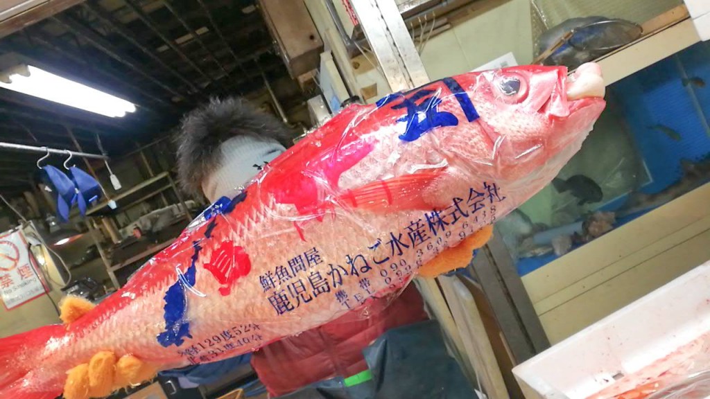 はまだい