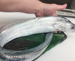 太刀魚
