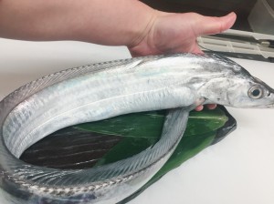 太刀魚