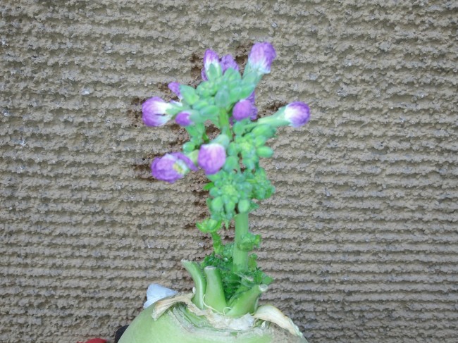 IMG00478.jpg
