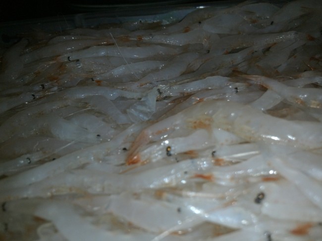 IMG00500.jpg