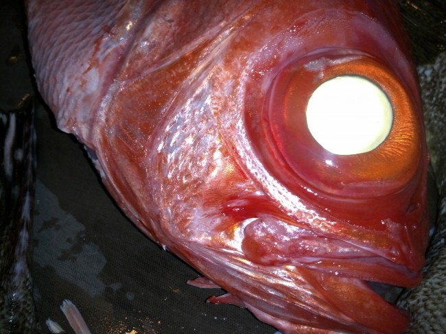 IMG00526.jpg