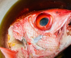 はまだい煮付け