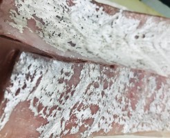 目鯛