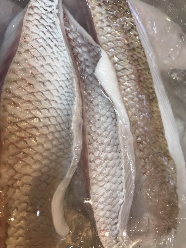 明石の天然鯛！