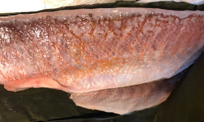釣り甘鯛昆布〆