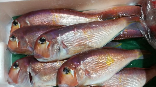 釣り甘鯛