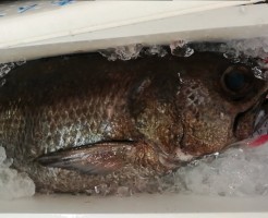 13ｋｇ！貴重な黒むつ