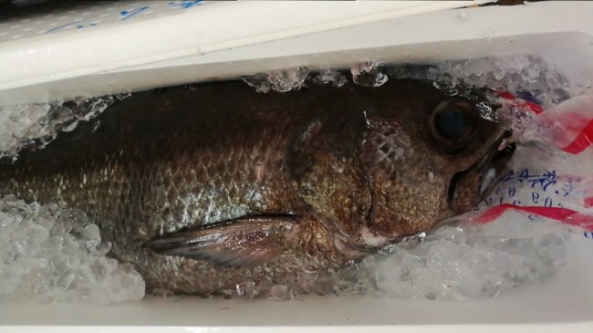 13ｋｇ！貴重な黒むつ