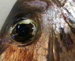 最高級白身魚メイチダイ