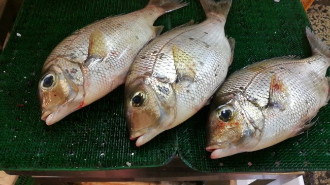 最高級白身魚メイチダイ