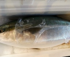 北海道天然ぶり
