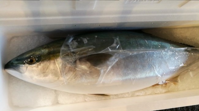 北海道天然ぶり