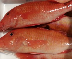 産直品 (1)おきなひめじ