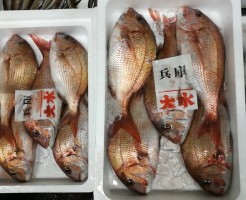 明石鯛