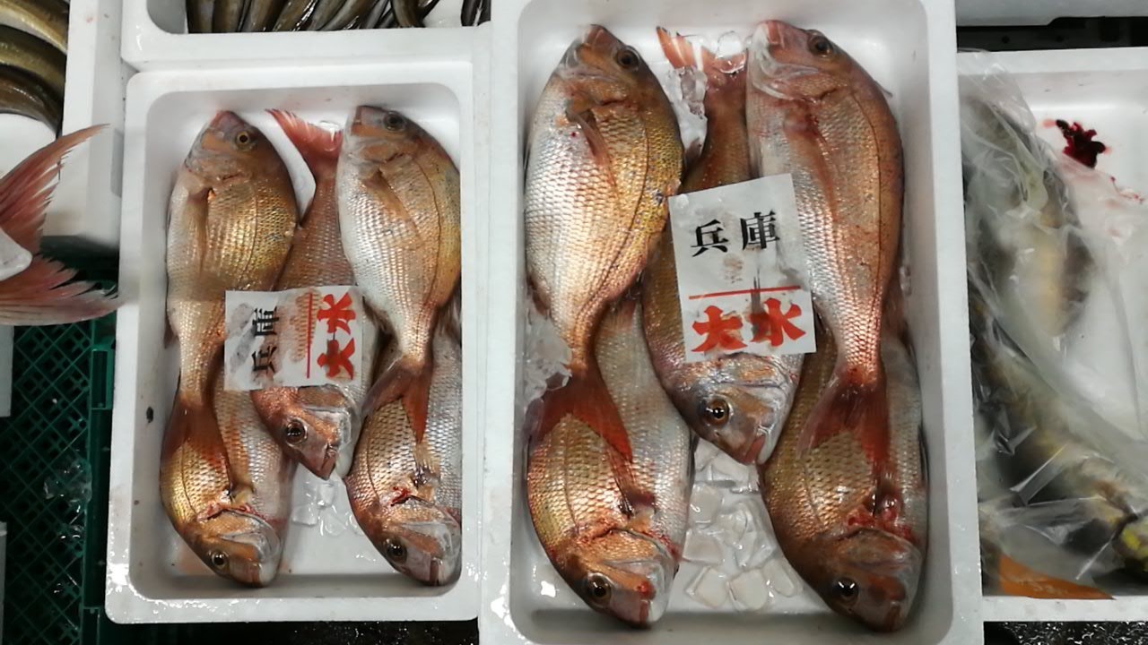 明石鯛