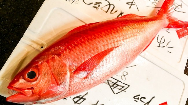 究極の白身魚！はまだい