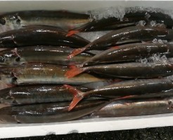 土佐清水直送おあかむろ