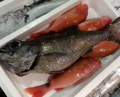 「土佐清水直送くろむつ」