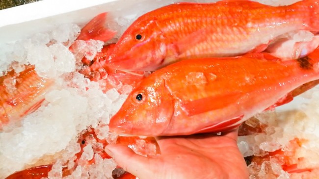 不思議な魚！おきなひめじ