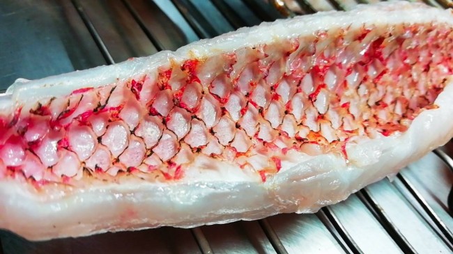 不思議な魚！おきなひめじ