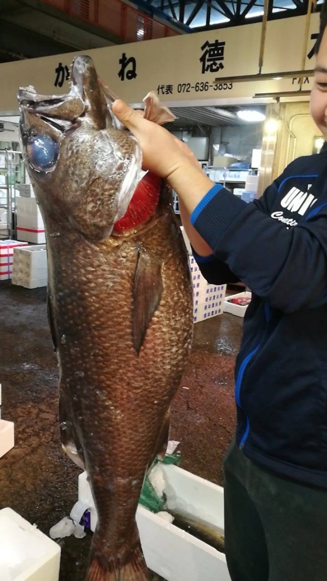 クロムツ