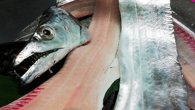 五島太刀魚