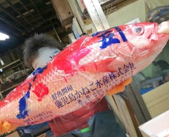 はまだい