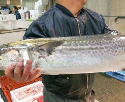さわら