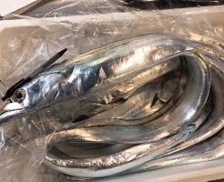 五島太刀魚