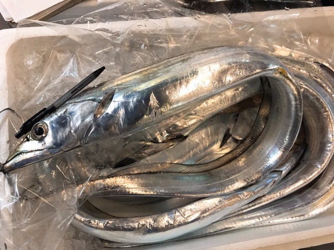 五島太刀魚