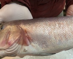 s-S__41500691