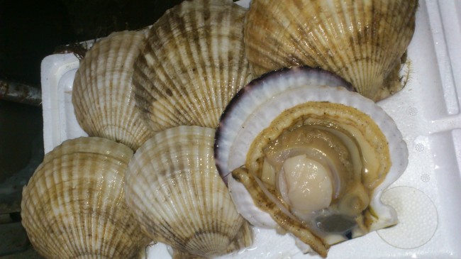 DSC_0414.JPG