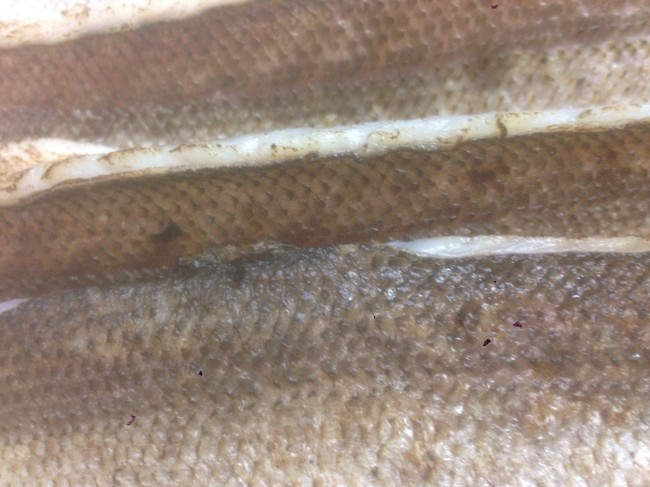 image1_20.JPG
