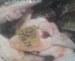 白子入りのとらふぐ