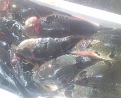 とらふぐ絶好調！