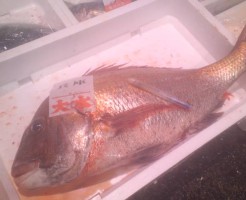 5.3ｋｇ！超ＢＩＧな天然鯛