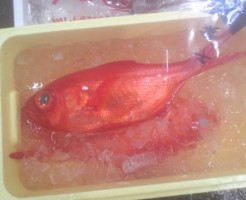 日本一の金目鯛！値段も日本一！