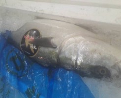 佐渡天然寒ぶり