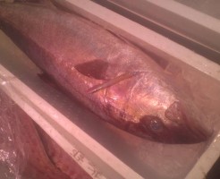 長崎アカハナ＝でっかい天然かんぱち