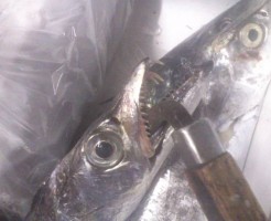 太刀魚に気をつけて！