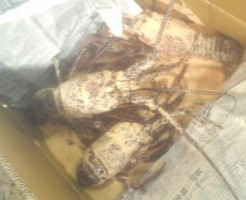 世間を騒がせた偽装問題発覚以降超高値が続いています！おどりやの伊勢海老は本物ですよ