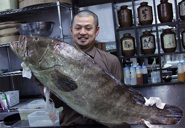 冬の味覚の王様 天然本クエ祭り開催中 海鮮 居酒屋 おどりや