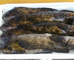 岩手直送！活け〆あぶらめ