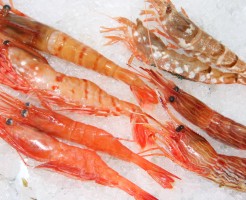 いろんな海老が楽しめます！