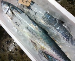 愛媛の寒さわら